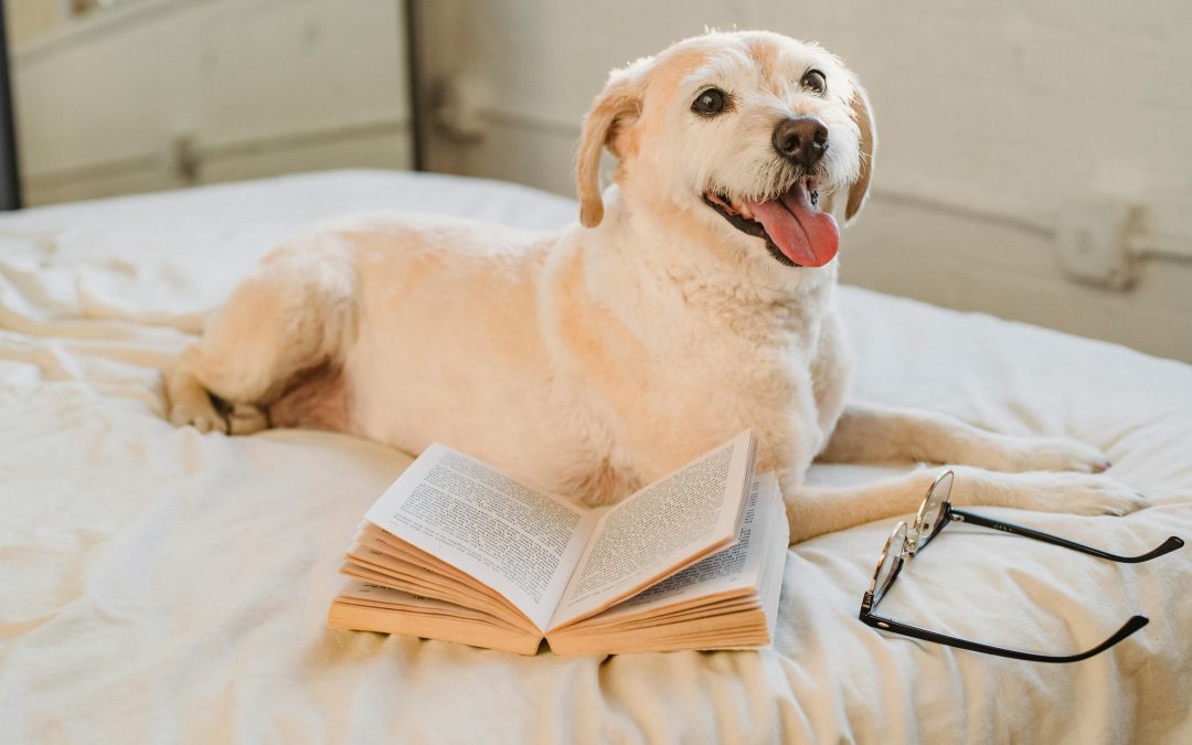 The Joy of Adopting a Dog: Why Rescue is Rewarding