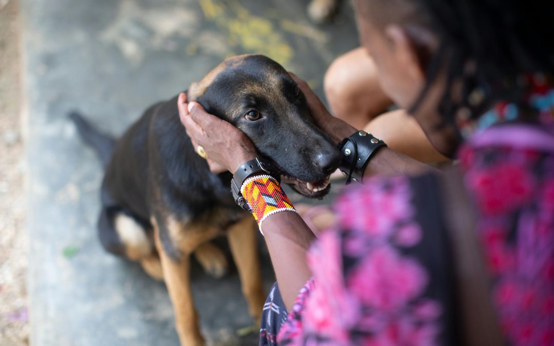 Caring for Your Adopted Dog: Tips for Providing the Best Possible Care