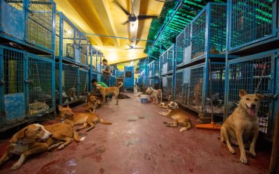 One Million Dogs, One Million Lives: Why Delhi Cannot Cage Its Way Out of the Stray Dog Crisis