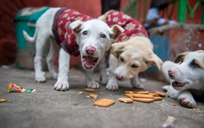 Fear Won’t Stop Rabies: The Truth About Safety and Stray Dogs in Delhi