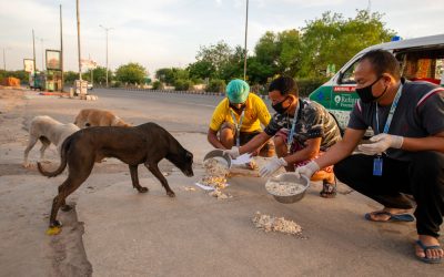 Compassion vs. Cages: Why India’s Stray Dogs Deserve Better