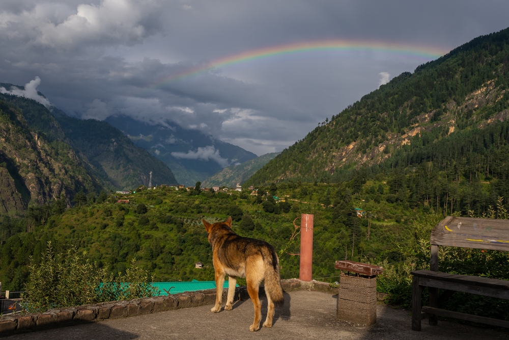 Monsoon and Pets in India: Why Rescued Animals Need Us More During the Rains